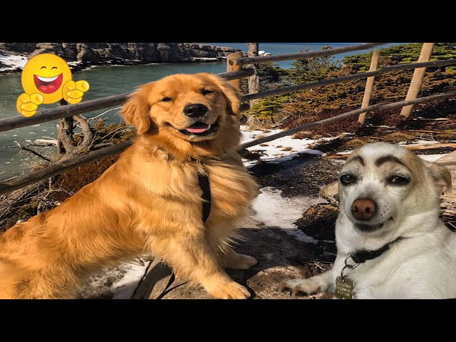 Try Not To Laugh Funny Cats and Dogs Videos 🤣  Best Of The 2024 Funny Animal Videos