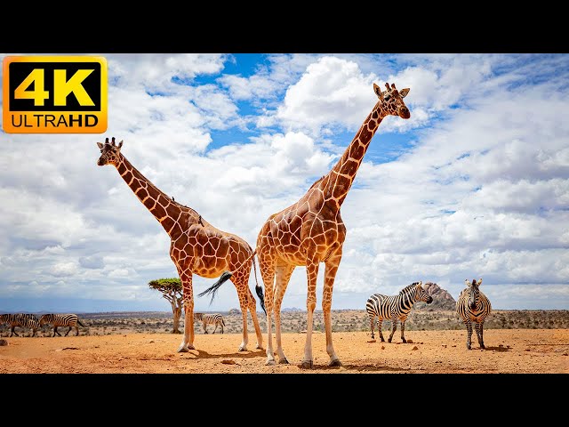 4K African Animals: Mangroves National Park - Relaxing Music With Video About African Wildlife