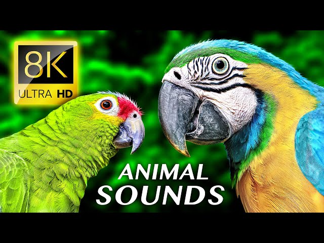 ANIMAL SOUNDS 8K ULTRA HD