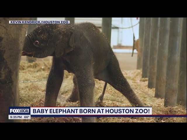 New baby elephant born at the Houston Zoo