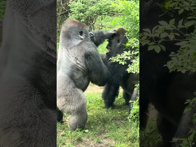 Sibling rivalry by Silverback  Gorillas at the Bronx Zoo!