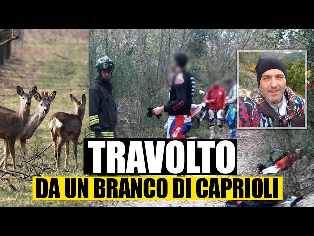 Caprioli attraversano la strada, Fabio Elmi cade dalla moto e muore tragicamente.