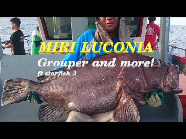 Miri Luconia Offshore - Starfish 3 Part 2 (Grouper!)