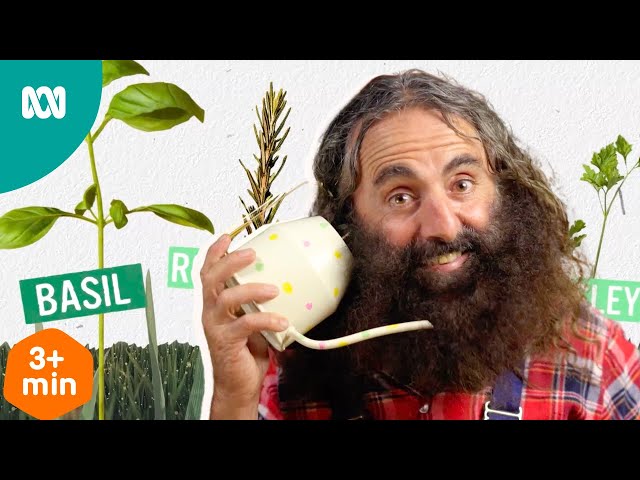 The difference between a herb and spice | Gardening Australia Junior