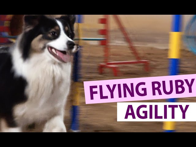 Dog Agility at Home: Flying Ruby - Australian Shepherd