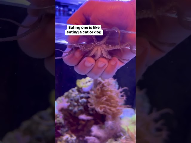 YOU SHOULD NEVER EAT A LIVE OCTOPUS