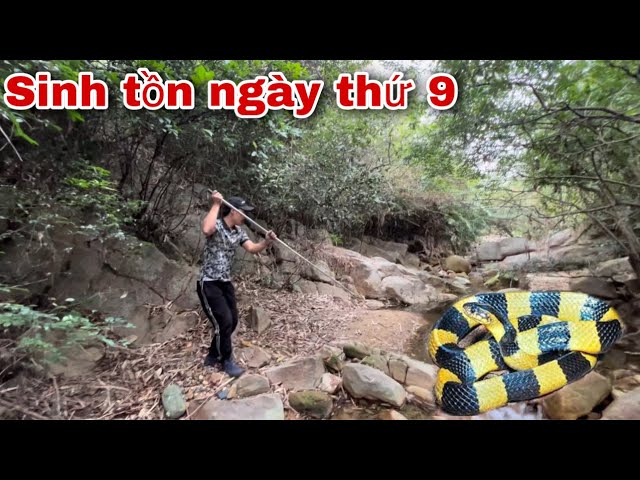 Thử Thách Sinh Tồn Ngày Thứ 9 | Vào Rừng Tìm Cây Thuốc Quý Gặp Loài Rắn Độc Nhất Việt Nam