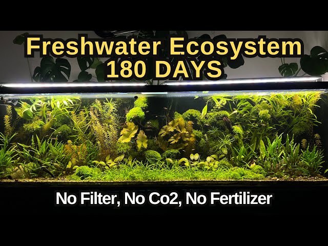 I Simulated Freshwater Ecosystem For 180 Days, No Co2, No Water Change, No Filter