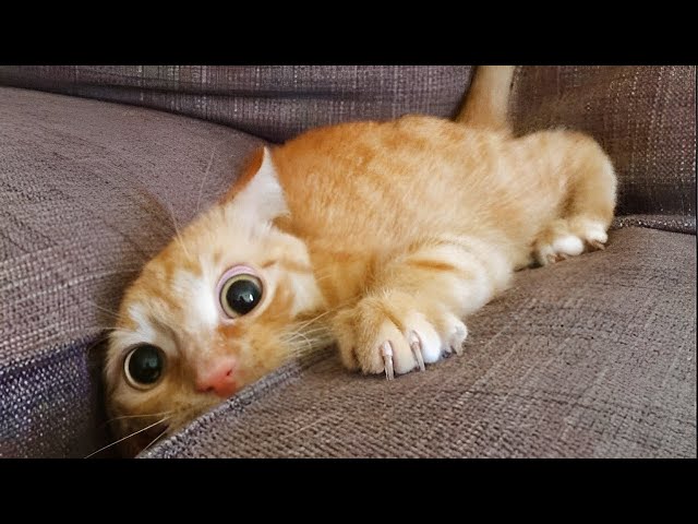 Funny animals - Funny cats and dogs - Funny animal videos 2022 🤣