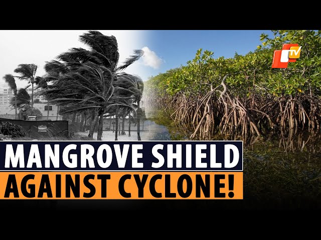 Cyclone Dana: How Mangrove Cover In Odisha’s Kendrapara Served As Protective Shield?