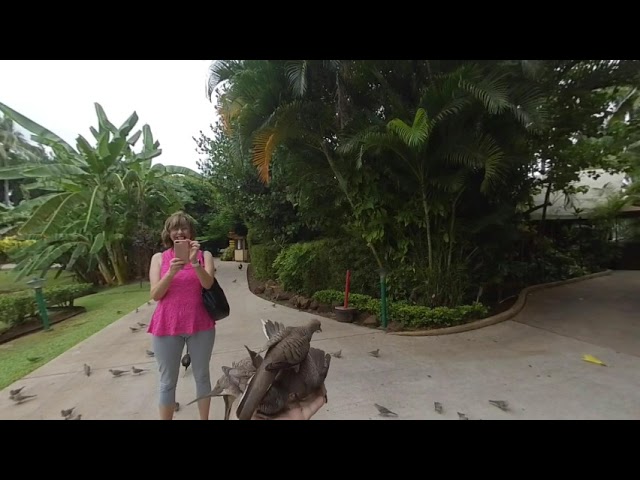 POV Bird Feeding in Kauai, Hawaii [VR 180]