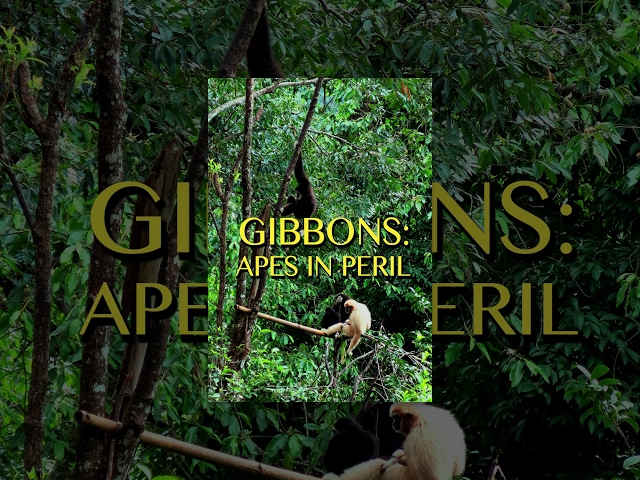 Gibbons: The Forgotten Apes in Peril