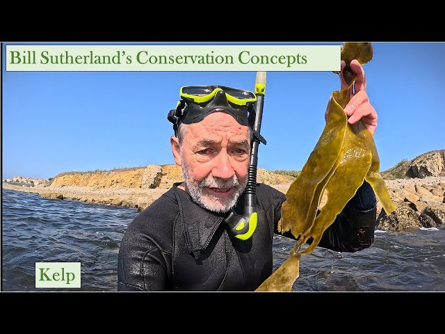 Kelp: ecology and importance