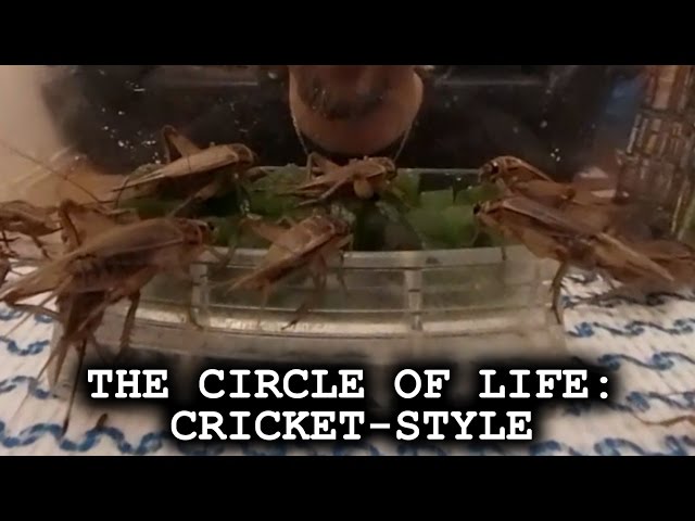 Notseen Ninja: The Circle of Life - Cricket-style [360°VR]