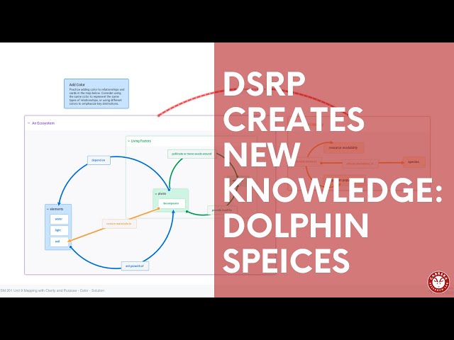 New Dolphin Species: DSRP Creates New Knowledge | Map Like A Pro