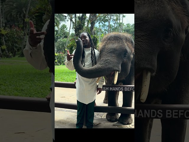 The Bali Experience Snippet