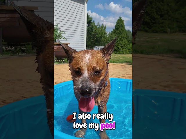 Meet The Cutest Australian Cattle Dog Puppy Ever! #australiancattledog #puppy #shorts #cutedog