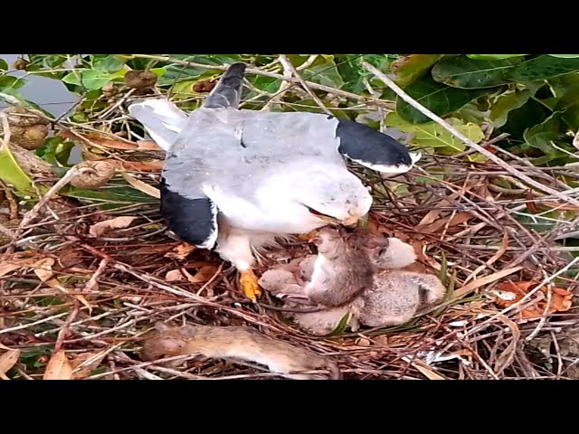 Black-winged kite birds try to feed a large mouse to their young.