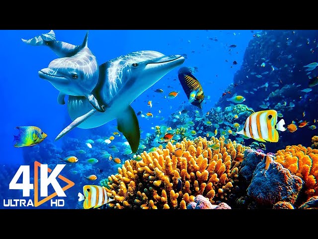 THE DEEP OCEAN | 4K TV ULTRA HD / Full Documentary - Beautiful Coral Reef Fish Video - Stress Relief