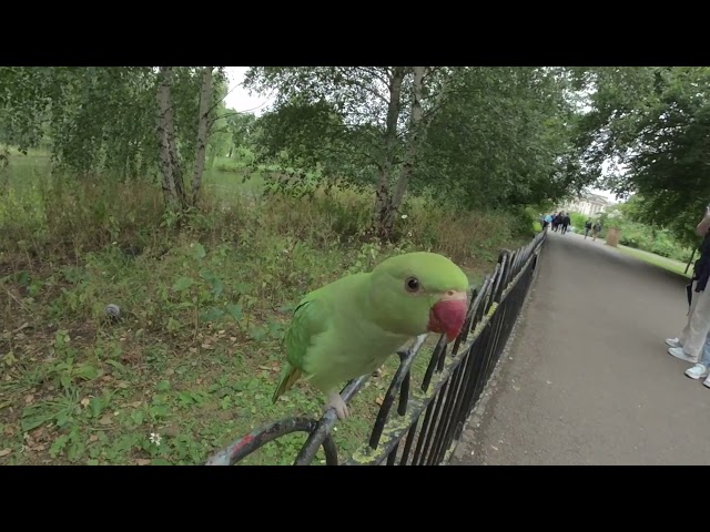 ring necked parakeet in park in London