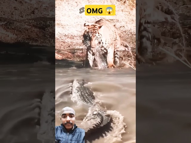 Crocodile attack in tiger #shorts #animals #wildlife #youtubeshorts #shortsfeed