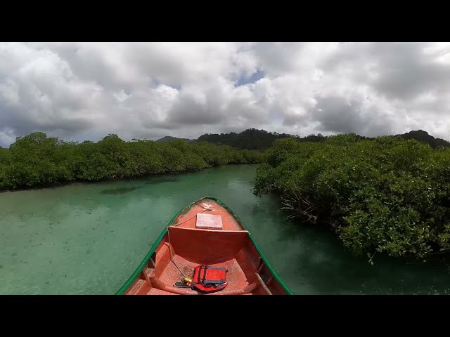 PANAMA TRAVEL in the MANGROVES : The Most Beautiful boat trip in the mangroves forest of Caribbean