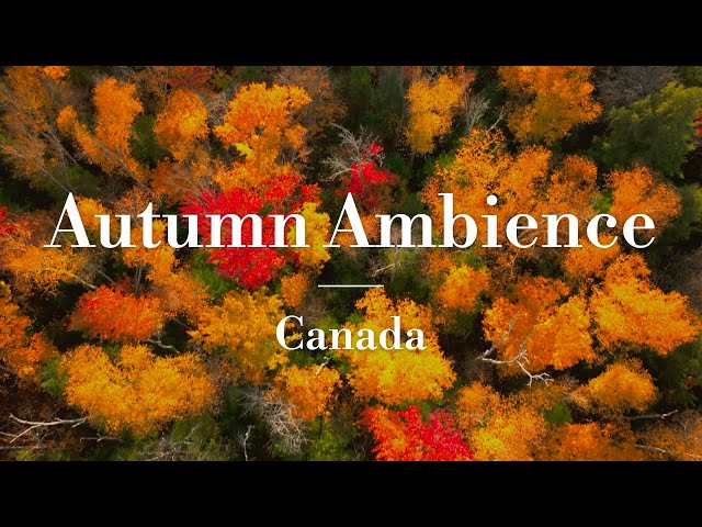 Fall Foliage in Quebec - Relaxing Forest Ambience | 4K Nature Scenery Film