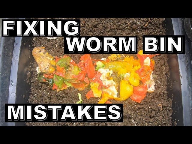 Top 3 ways to Correct WORM BIN Mistakes- Red Wigglers- Worm Factory 360