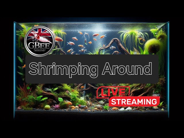 Shrimping Around ep15