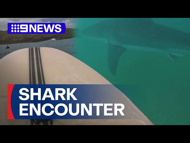 Surfer recounts 'scary' encounter with five-metre great white | 9 News Australia