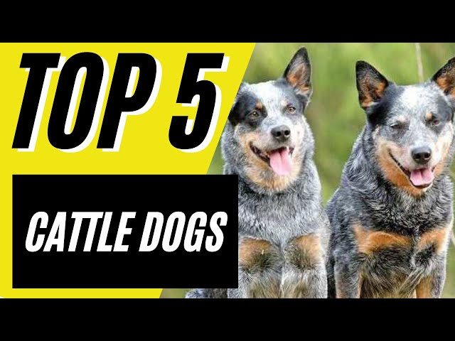 Top 5 Cattle Dogs - Best Cattle Dogs (Blue Heeler, Border Collie)