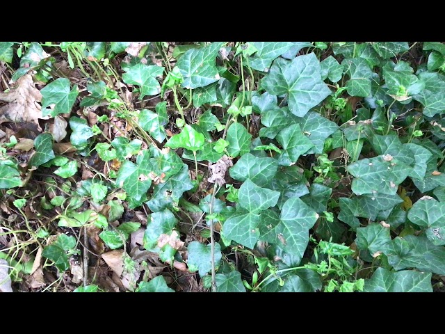 Learn to Grow: English Ivy