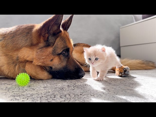 German Shepherd Refuses to Share Toy with Tiny Kittens