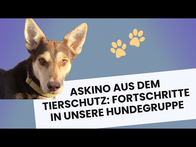 Update: Askinos Fortschritte in unsere Hundegruppe – So klappt die Integration Schritt für Schritt!