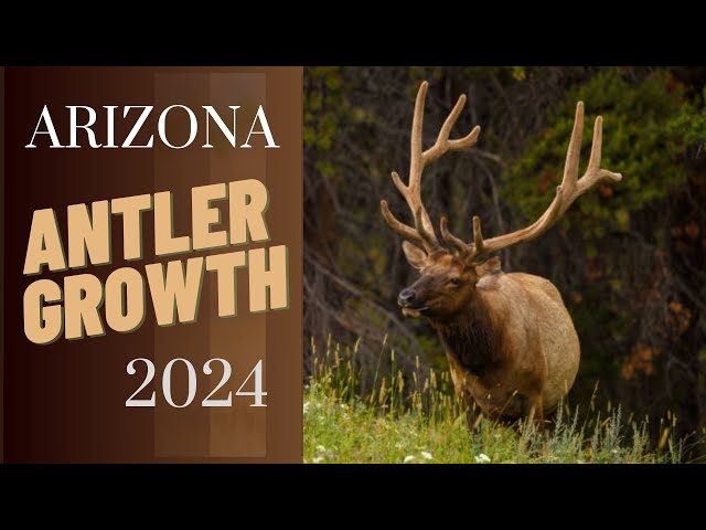 Antler Growth Forecast Elk & Deer 2024 AZ