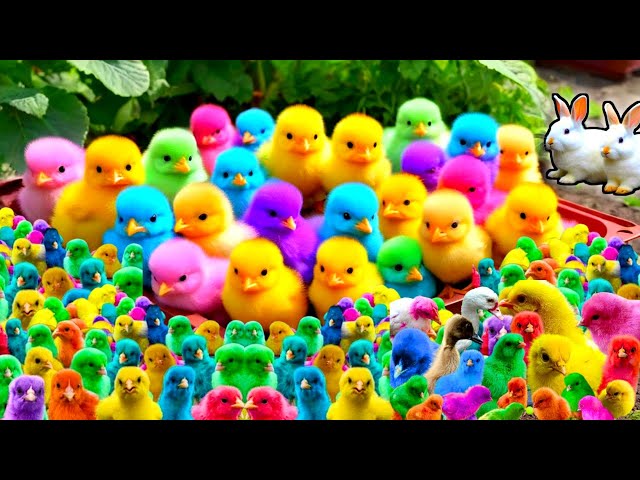 Colorful Chickens, World Cute Chickens, Rainbows Chickens, Cute Ducks, Cat, Rabbit, Cute Animals