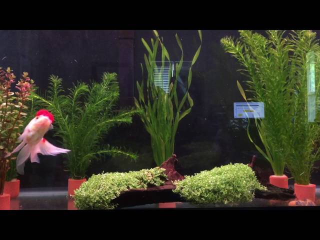 Bare bottom planted Oranda Tank