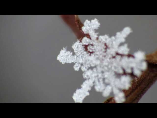 Trying to Focus on a Snowflake. Canon Powershot SX40HS + Raynox 250 Macro Lens