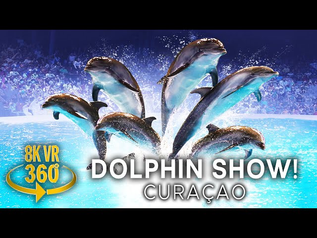 Amazing Dolphin Show - Dolphin Academy Curaçao - 8K 360 VR Video!