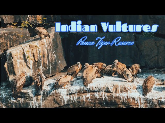 Indian Vulture - Panna vulture point - 4K #bbcearth #nikonasia #nikon #natgeo #natgeoindia