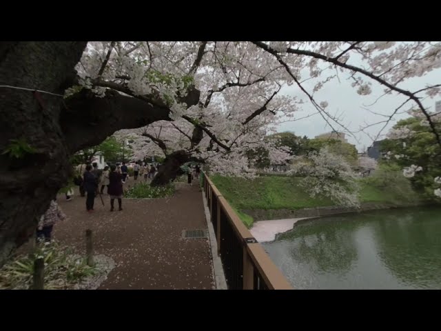 VR180 2021.3 Sakura Chidori-ga-fuchi Walking Tokyo Japan