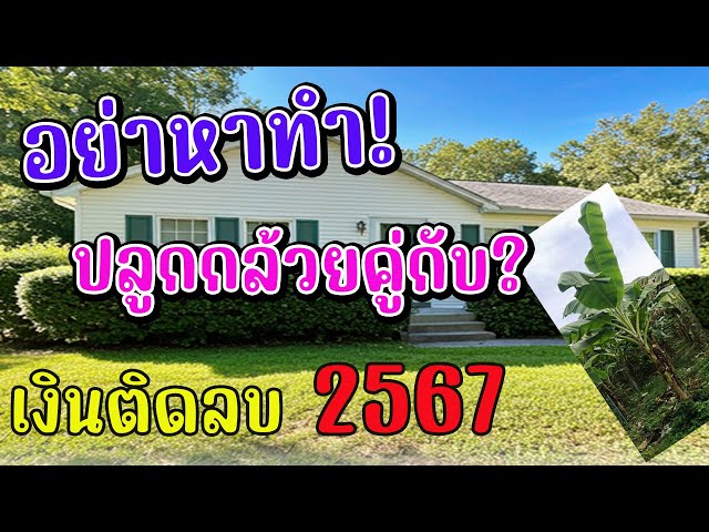 🪴💰ปรับฮวงจุ้ยด่วน!ปลูกต้นกล้วยคู่ต้นนี้ ผิดหลักฮวงจุ้ยจริงหรือ? ทำไมถึงทำให้เงินติดขัด 2567✨‼️