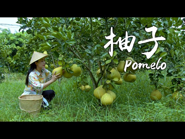 「One Fruit for a Table」 Pomelo - First Bite of Sweetness in Early Autumn