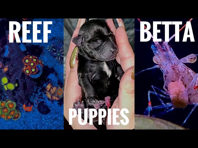 A COUPLE OF UPDATES!!! ( REEF TANK #44 / BETTA #3 / PUPPIES #1 )