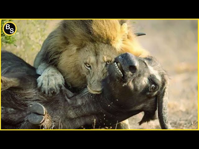 20 Amazing Moment When Male Lions Hunting Alone as The Ultimate Apex Predator