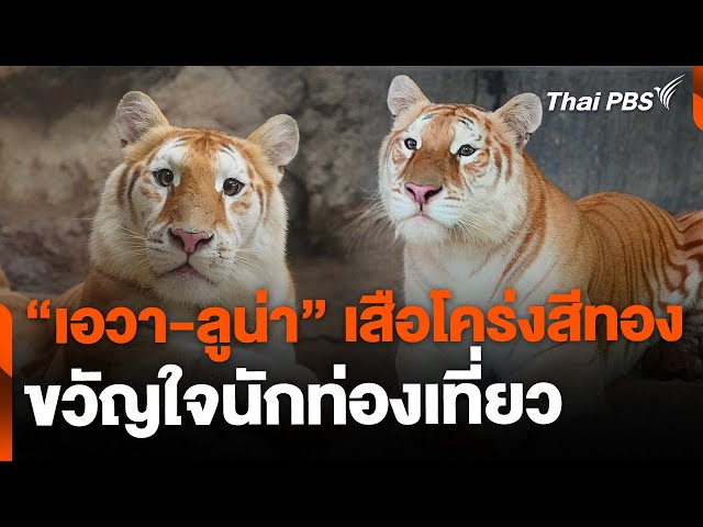 เสือโคร่งสีทอง "เอวา-ลูน่า" กลายเป็นขวัญใจนักท่องเที่ยว | จับตาสถานการณ์ | 22 พ.ย. 67