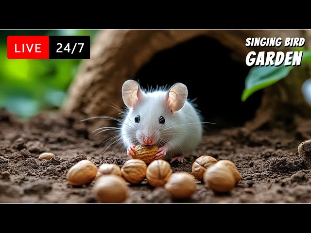 🔴 24/7 LIVE Cat TV: Cat TV for Cats 😺 Cute White Mouse Hunting for Tropical Fruits | 4K HD 60 FPS