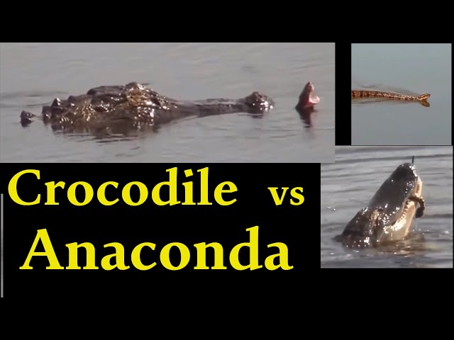 crocodile attack | see wild