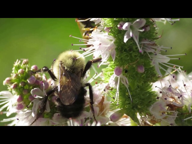 Macro Pollen Bees Saved by Spearmint Flowers. Cool!