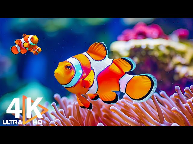 The Best 4K Aquarium 🐠 Vibrant Fish, Colorful Coral Reefs & Relaxing Underwater Atmosphere